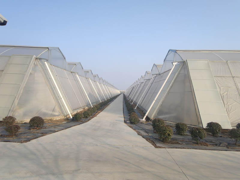 薄膜連棟溫室大棚