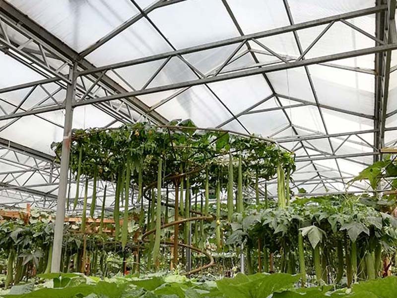 蔬菜大棚廠家
