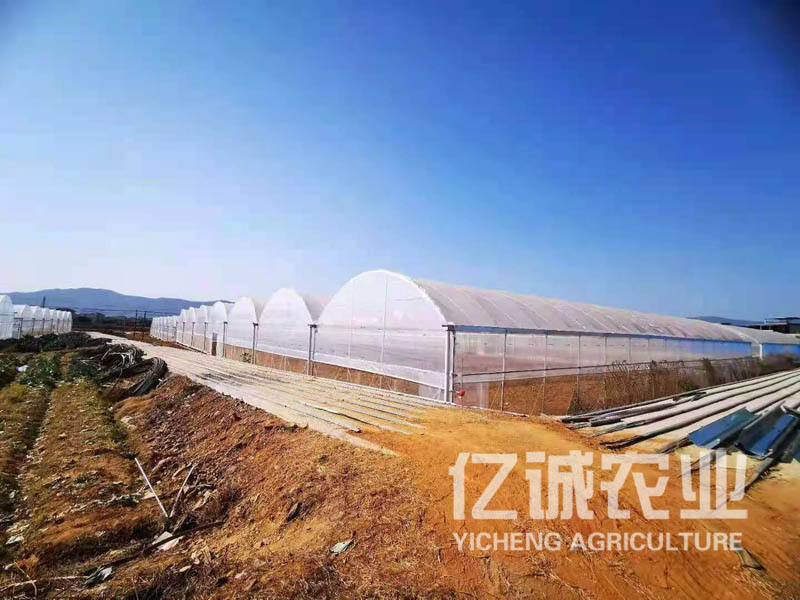 拱形薄膜連棟溫室大棚